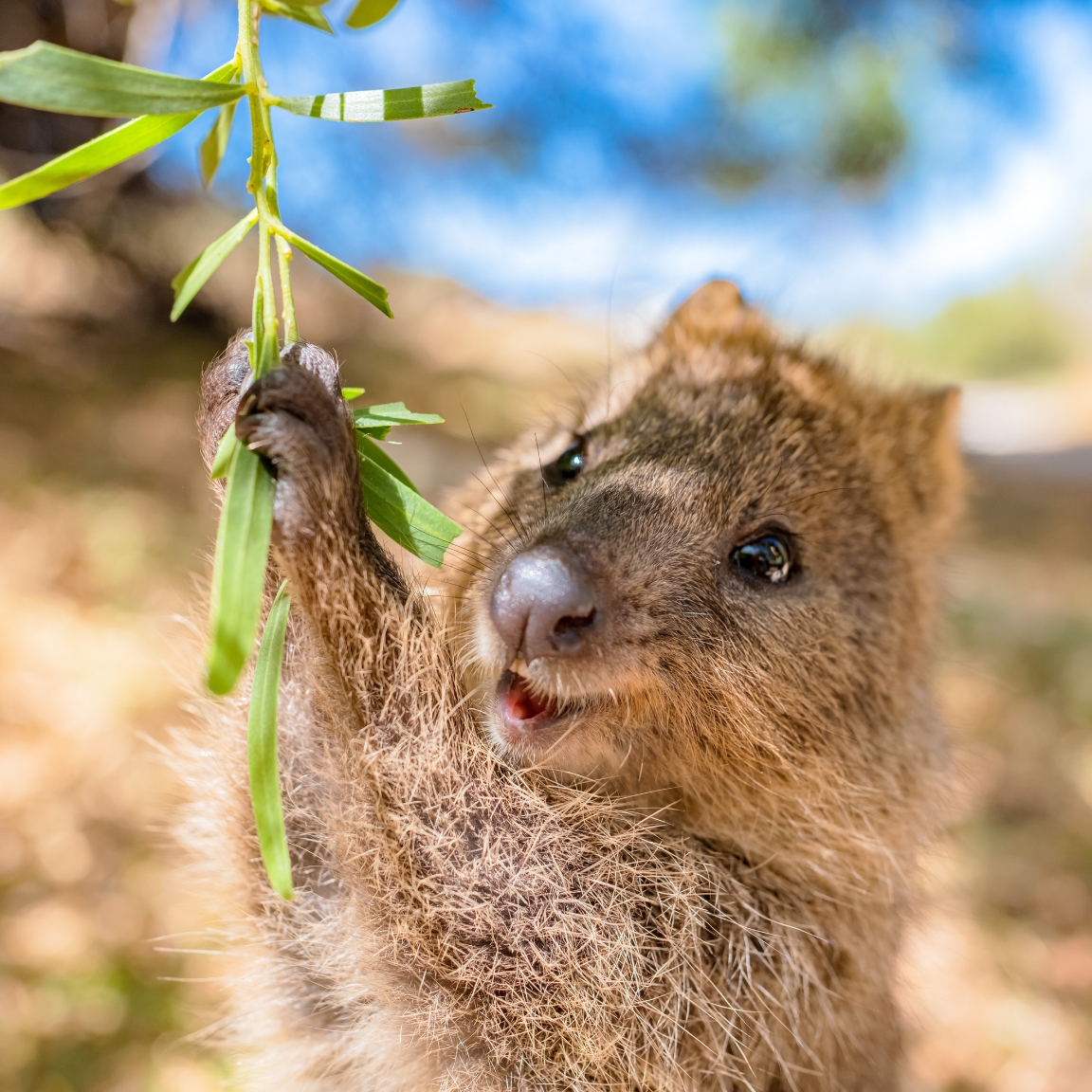 <p>羅特尼斯島位於澳洲西部，是短尾矮袋鼠的家園，被譽為「世界上最幸福的動物」。島上有迷人的沙灘、清澈海水與豐富的海洋生態，適合浮潛、騎行與拍照，特別是與友善的短尾矮袋鼠合影，是不可錯過的旅遊體驗。</p>
