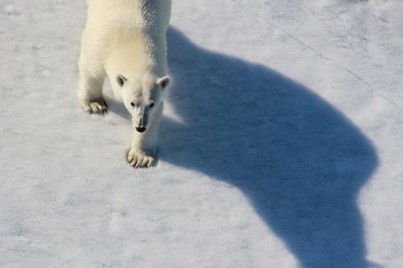 旅遊_北極_北極熊_羅弗敦群島_聖壇岩_史瓦巴德_法羅群島