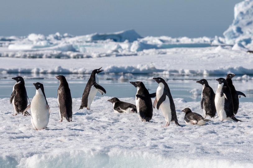 南極_福克蘭島_郵輪