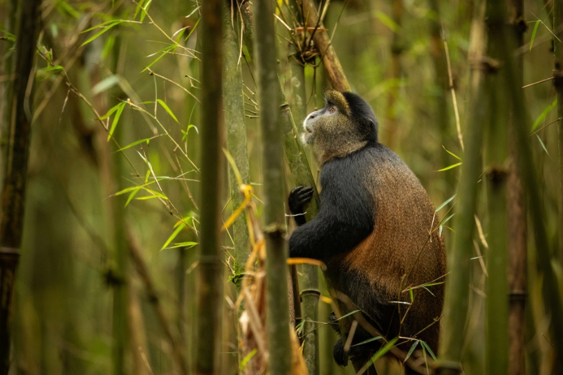 衣索比亞岩石教堂_達納基爾裂谷窪地_盤唇族_銀背猩猩_五大原始國家公園_剛果_烏干達_生態狩獵