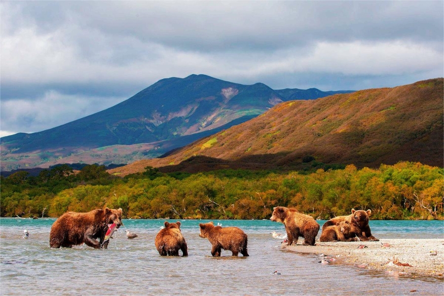 俄羅斯_蒙古_堪察加_棕熊